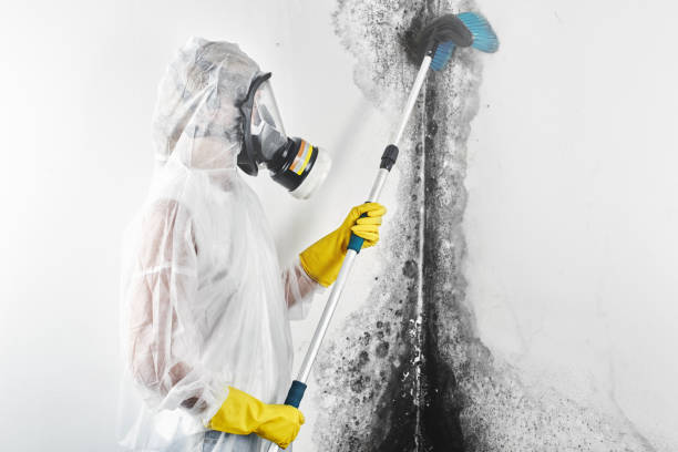 Best Basement Mold Removal  in Mccord, OK