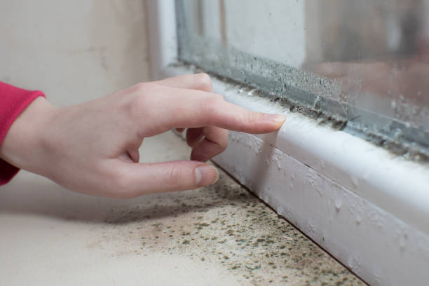 Best Dehumidification Services  in Mccord, OK